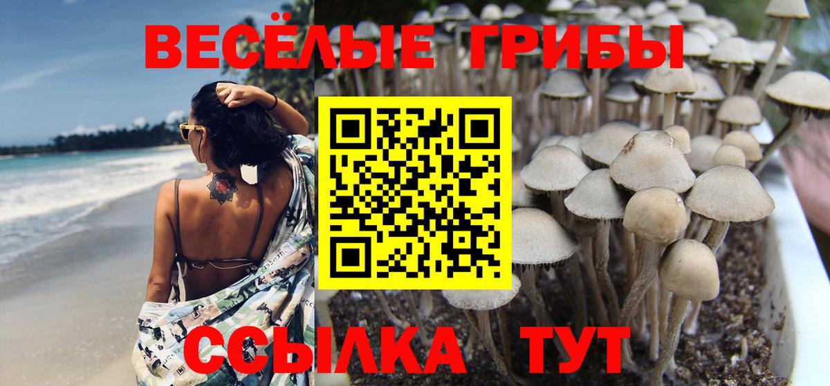 Галлюциногенные грибы Psilocybe  Усть-Лабинск 